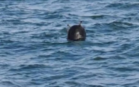 Продължава проверката по сигнали за мини в Черно море